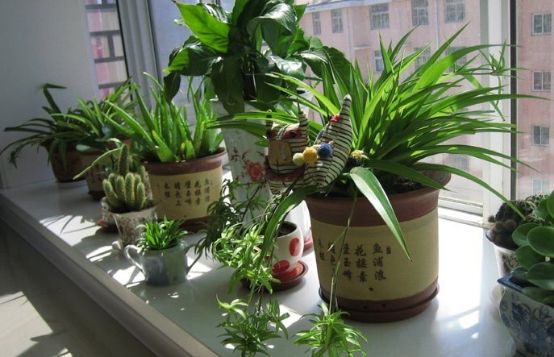 室内植物,净化空气的植物,空气净化,办公室植物