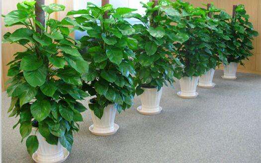 室内植物,净化空气的植物,空气净化,办公室植物