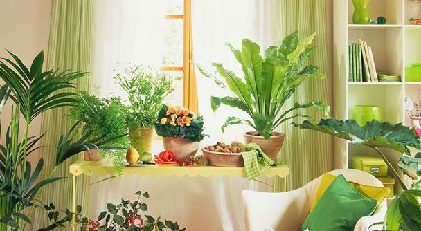 室内植物,净化空气植物,除甲醛植物,去甲醛植物,去异味植物,童真装饰