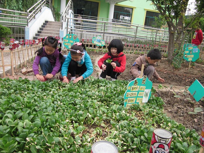 记录在幼儿种植活动中的运用和作用